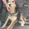 Oshu, lieber Hund sucht neues Zuhause