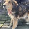 Oshu, lieber Hund sucht neues Zuhause
