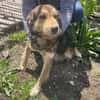 Oshu, lieber Hund sucht neues Zuhause