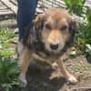 Oshu, lieber Hund sucht neues Zuhause