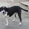 Ozzy, sanfter Riese sucht neue Familie