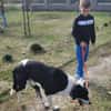 Ozzy, sanfter Riese sucht neue Familie