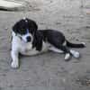 Ozzy, sanfter Riese sucht neue Familie
