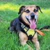 MOLLY - interessiert und verschmust
