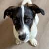 Lio - der neugierige Jack-Russel-Mix
