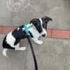 Lio - der neugierige Jack-Russel-Mix