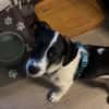 Lio - der neugierige Jack-Russel-Mix