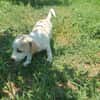 ELIO - kleiner, schnuckeliger Hundebub