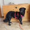 MELIOR ° Hundemann mit Lakritzoptik