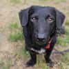 MELIOR ° Hundemann mit Lakritzoptik