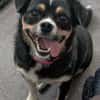 Evita sucht Kuschelpartner