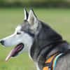 Laika