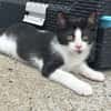 Gobbie