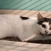 LILOU