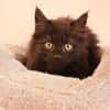 ONYX