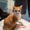Perfect