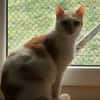 PRALINE