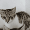 Zazie