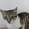 Zazie