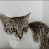 Zazie