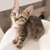 Rosie - adorable chatonne