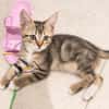 Rosie - adorable chatonne