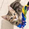 Rosie - adorable chatonne