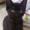 GUINNESS ADOPTABLE AVEC UN CHAT DÉJÀ PRÉSENT CHEZ VOUS