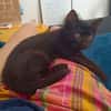 GUINNESS ADOPTABLE AVEC UN CHAT DÉJÀ PRÉSENT CHEZ VOUS