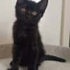 GUINNESS ADOPTABLE AVEC UN CHAT DÉJÀ PRÉSENT CHEZ VOUS