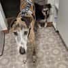Jupiter - Traumgalgo sucht Traumzuhause