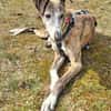 Jupiter - Traumgalgo sucht Traumzuhause