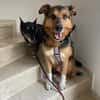 Woody sucht ganz dringend ein neues Zuhause