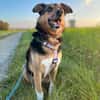 Woody sucht ganz dringend ein neues Zuhause