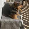 Woody sucht ganz dringend ein neues Zuhause
