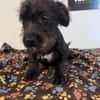 Wuselchen  BLACKY, 4-5 Mon.