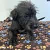 Wuselchen  BLACKY, 4-5 Mon.