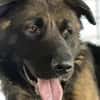 Ares sucht erfahrenes Zuhause