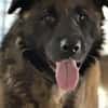 Ares sucht erfahrenes Zuhause