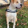 Flint leidet im Tierheim!