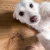 Blanca, kleine Kuschelmaus zum Verlieben