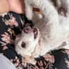 Blanca, kleine Kuschelmaus zum Verlieben