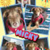 goldiger Welpenjunge Micky auf PS in 92348