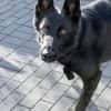 Storm sucht ein Zuhause