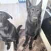 Storm sucht ein Zuhause