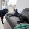 Storm sucht ein Zuhause