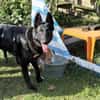 Storm sucht ein Zuhause