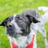 Bubbi sucht ein neues Zuhause