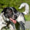 Bubbi sucht ein neues Zuhause