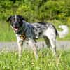 Bubbi sucht ein neues Zuhause